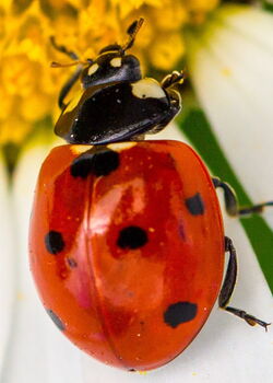 Foto eines Marienkäfers auf einer Blüte